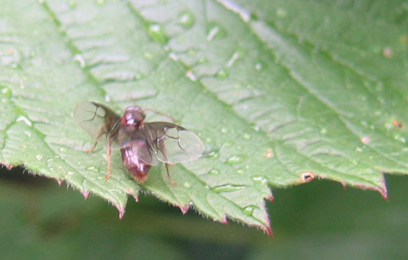 foto orribile....da quiz: femmina alata di Formicidae